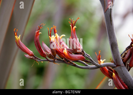 Le lin de Nouvelle-Zélande, le Phormium tenax, Hemerocallidaceae, Agavaceae. Banque D'Images