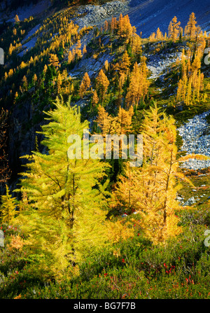 Le mélèze de montagne au col de l'érable dans North Cascades National Park Banque D'Images