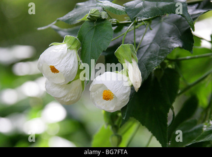 Abutilon, Fleur De Cloche Chinoise, Lanterne Chinoise, Malpermettre Ou Mallow Indienne, Abutilon 'Boule De Neige', Malvaceae. Chine, Asie Banque D'Images