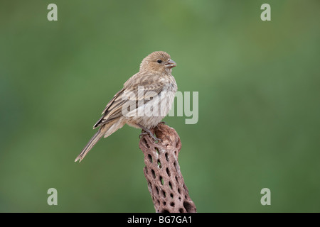 Roselin familier (Carpodacus mexicanus frontalis) femelle. Banque D'Images