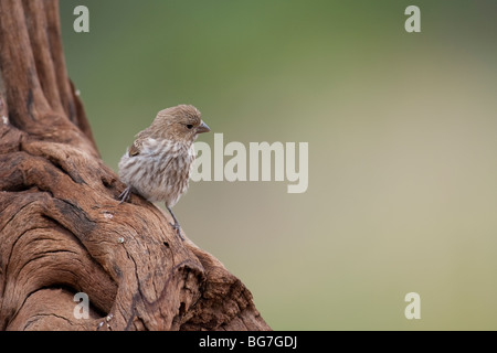 Roselin familier (Carpodacus mexicanus frontalis), juvénile. Banque D'Images