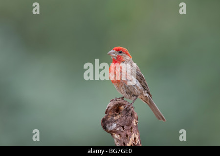 Roselin familier (Carpodacus mexicanus frontalis) mâle. Banque D'Images