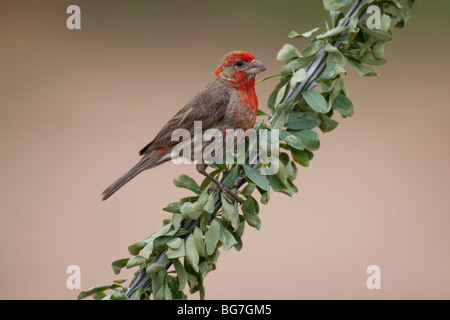 Roselin familier (Carpodacus mexicanus frontalis) mâle. Banque D'Images