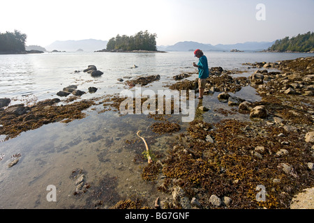 Femme regarde les étoiles de mer et des anémones à marée basse piscines sur l'île de Willis dans l'archipel Broken Group, Canada Banque D'Images