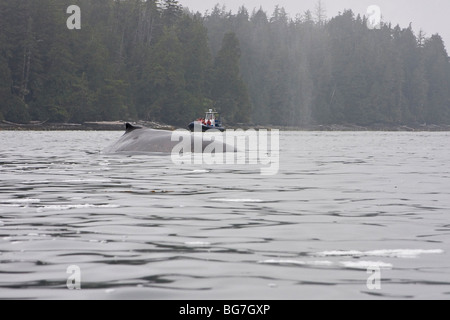 Bateau d'observation des baleines, rorqual à bosse (Megaptera novaeangliae) surfaces au large de l'île de Vancouver, Canada Banque D'Images