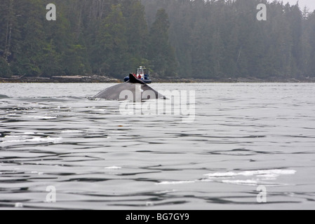 Bateau d'observation des baleines, rorqual à bosse (Megaptera novaeangliae) surfaces au large de l'île de Vancouver, Canada Banque D'Images