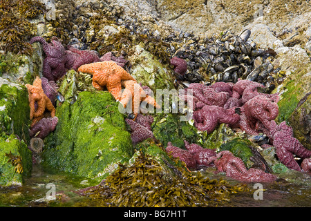 L'étoile de mer orange et violet, aussi appelée l'étoile de mer ocre, s'accrocher à des rochers avec les moules et les balanes le long du littoral à marée basse. Banque D'Images