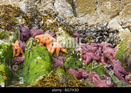 L'étoile de mer orange et violet, aussi appelée l'étoile de mer ocre, s'accrocher à des rochers avec les moules et les balanes le long du littoral à marée basse. Banque D'Images