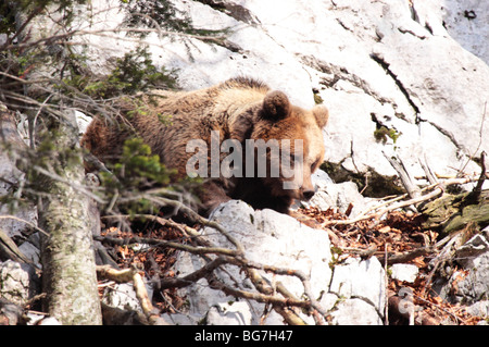 L'ours brun dans les montagnes Dinariques Banque D'Images