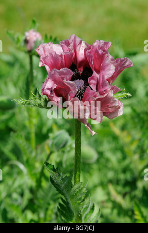 Pavot pivoine en fleur campagne anglaise Banque D'Images