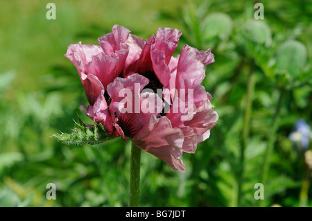 Pavot pivoine en fleur campagne anglaise Banque D'Images