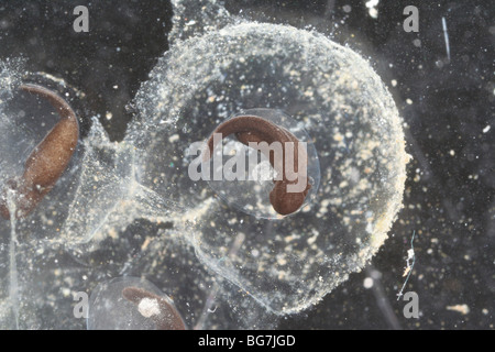 Grenouille des bois (Rana sylvatica) développement de l'embryon à l'intérieur d'un oeuf. Banque D'Images