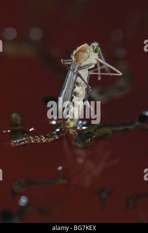 Naissance d'une femelle moustique Culex pipiens émergeant de la nymphe à flotter dans l'eau avant de commencer à s'envoler, l'abondance des larves et des nymphes laisse encore dans l'eau Banque D'Images