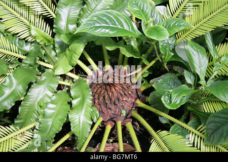 Les Cycadales sagou, King Baquois ou baquois, Cycas revoluta, Cycadaceae, au Japon. Banque D'Images