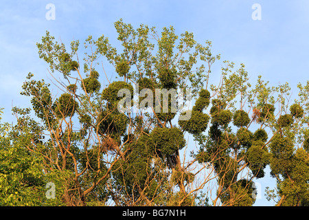 Le Viscum sur un arbre, Olyka, Oblast de Volhynie, en Ukraine Banque D'Images