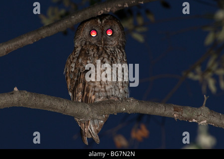 Tawny Owl (Strix Aluco enr) perché sur un arbre, au crépuscule, en Espagne. Banque D'Images