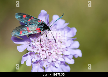 Papillon sur fleur, Pyrénées, Espagne Banque D'Images