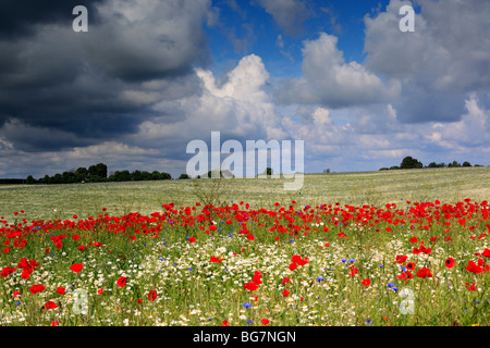 Champ de coquelicots rouges, près de l'Vladimir-Volynsky, Oblast de Volhynie, en Ukraine Banque D'Images