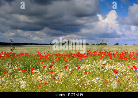 Champ de coquelicots rouges, près de l'Vladimir-Volynsky, Oblast de Volhynie, en Ukraine Banque D'Images