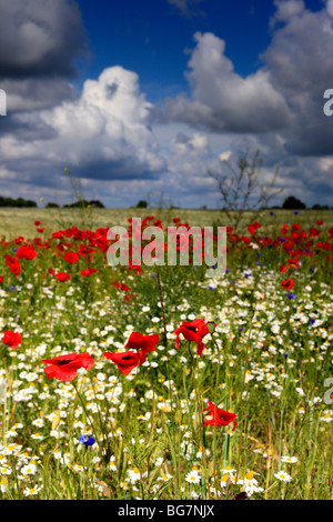 Champ de coquelicots rouges, près de l'Vladimir-Volynsky, Oblast de Volhynie, en Ukraine Banque D'Images