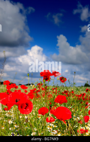 Champ de coquelicots rouges, près de l'Vladimir-Volynsky, Oblast de Volhynie, en Ukraine Banque D'Images