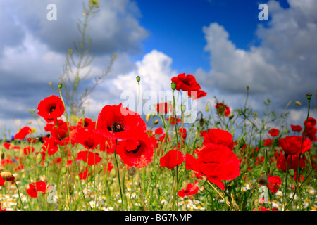 Champ de coquelicots rouges, près de l'Vladimir-Volynsky, Oblast de Volhynie, en Ukraine Banque D'Images