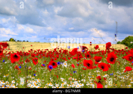 Champ de coquelicots rouges, près de l'Vladimir-Volynsky, Oblast de Volhynie, en Ukraine Banque D'Images