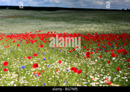 Champ de coquelicots rouges, près de l'Vladimir-Volynsky, Oblast de Volhynie, en Ukraine Banque D'Images