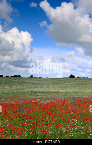 Champ de coquelicots rouges, près de l'Vladimir-Volynsky, Oblast de Volhynie, en Ukraine Banque D'Images