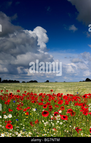 Champ de coquelicots rouges, près de l'Vladimir-Volynsky, Oblast de Volhynie, en Ukraine Banque D'Images