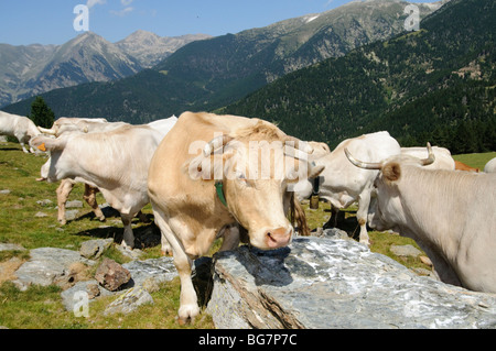 Les vaches étant offert le sel de table commun en été dans les hauts pâturages de la gamme Pyrénées, Espagne Banque D'Images