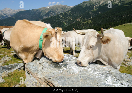 Les vaches étant offert le sel de table commun en été dans les hauts pâturages de la gamme Pyrénées, Espagne Banque D'Images