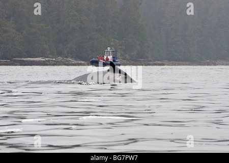 Bateau d'observation des baleines, rorqual à bosse (Megaptera novaeangliae) surfaces au large de l'île de Vancouver, Canada Banque D'Images