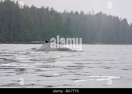 Bateau d'observation des baleines, rorqual à bosse (Megaptera novaeangliae) surfaces au large de l'île de Vancouver, Canada Banque D'Images