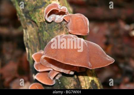 Jelly Champignons oreille Auricularia auricula-judae prises à Eastham Country Park, Wirral, Merseyside, Royaume-Uni Banque D'Images