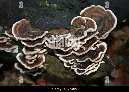 La Turquie Queue Trametes versicolor prises à Eastham Country Park, Wirral, Merseyside, Royaume-Uni Banque D'Images