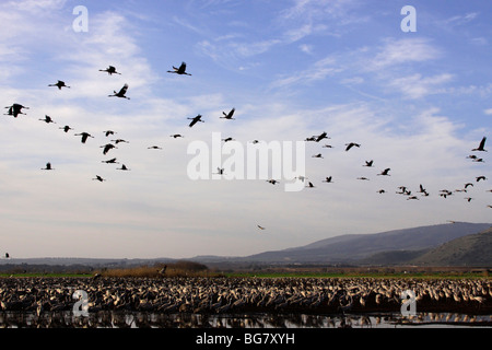 Israël, Galilée, grues à la Hula lake Banque D'Images