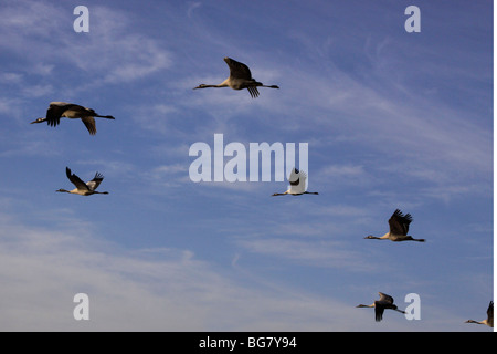 Israël, Galilée, grues à la Hula lake Banque D'Images