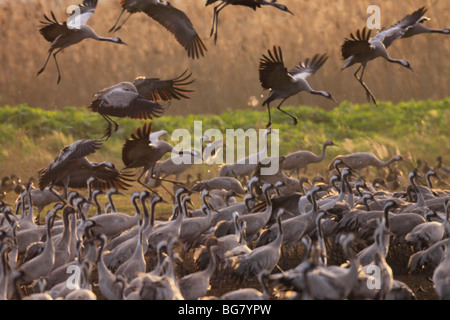 Israël, Galilée, grues à la Hula lake Banque D'Images
