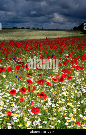 Champ de coquelicots rouges, près de l'Vladimir-Volynsky, Oblast de Volhynie, en Ukraine Banque D'Images