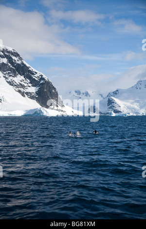 Manchots hors Île Pleneau de tangage, l'Antarctique Banque D'Images