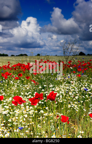 Champ de coquelicots rouges, près de l'Vladimir-Volynsky, Oblast de Volhynie, en Ukraine Banque D'Images