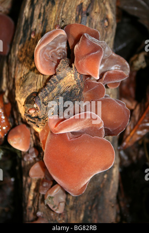 Jelly Champignons oreille Auricularia auricula-judae prises à Eastham Country Park, Wirral, Merseyside, Royaume-Uni Banque D'Images