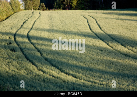 Avoine verte non mûre sur les pistes de champ et de tracteur à été , Finlande Banque D'Images