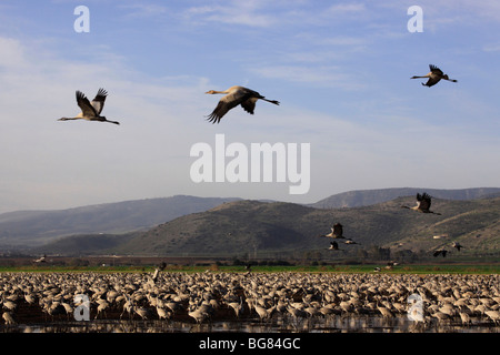 Israël, Galilée, grues à la Hula lake Banque D'Images