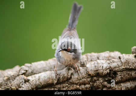 Sylvia melanocephala mâle, Espagne Banque D'Images