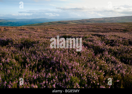 Heather à la fin de l'été dans le Yorkshire Dales près de Wensleydale Banque D'Images