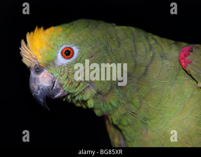 Couronné jaune/jaune (Amazona Amazon rieuses) orchrocephala Banque D'Images