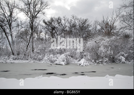 De fortes chutes de neige se bloque sur les arbres et arbustes près de Wingra Creek après 14-pouces de neige effacé le Madison, Wisconsin. Banque D'Images