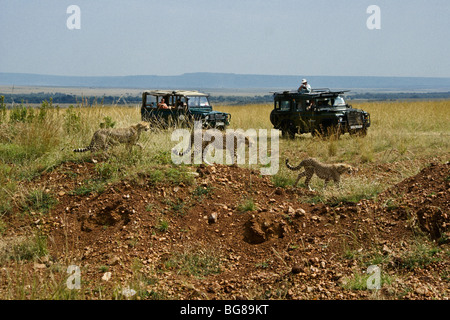 Les touristes à regarder les jeunes guépards, Masai Mara, Kenya Banque D'Images